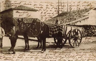 1 vue - Attelage de mules (ouvre la visionneuse)